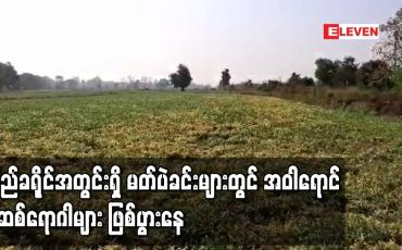 Embedded thumbnail for ပြည်ခရိုင်အတွင်းရှိ မတ်ပဲခင်းများတွင် အဝါရောင်မှိုဆစ်ရောဂါများဖြစ်ပွားနေ