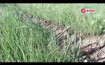 Embedded thumbnail for မန္တလေးတိုင်းအတွင်း ယခုနှစ်ဆောင်းရာသီစိုက်ပျိုးစရိတ်ချေးငွေတွင် သီးနှံသစ် ရှစ်မျိုးအတွက် ထပ်တိုးချေးပေးသွားရန်ရှိပြီး ကျပ်သန်းပေါင်း ၂၉၃၈၃.၈၀ ချေးငွေချပေးရန် လျာထား (ရုပ်သံ)