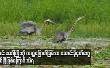Embedded thumbnail for အင်းတော်ကြီးကို ကမ္ဘာ့မြောက်ခြမ်းက ဆောင်းခိုငှက်တွေ ဝင်ပြီဖြစ်ကြောင်းသိရ