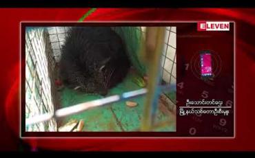 Embedded thumbnail for လွိုင်ကော်မြို့ရှိမန်ကျည်းပင်တစ်ပင်ပေါ်တွင် ရှားပါးတောရိုင်းတိရိစ္ဆာန်ဖြစ်သည့် ဝံကြောင်တစ်ကောင် တွေ့ရှိ