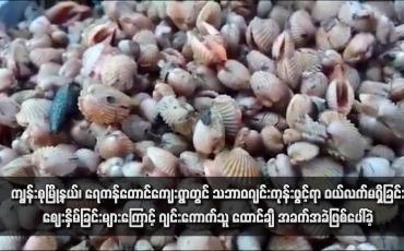 Embedded thumbnail for ကျွန်းစုမြို့နယ်၊ ရေကန်တောင်ကျေးရွာတွင် သဘာဝဂျင်းကုန်းဖွင့်ရာ ဝယ်လက်မရှိခြင်း၊ဈေးနှိမ်ခြင်းများကြောင့် ဂျင်းကောက်သူ ထောင်ချီ အခက်အခဲဖြစ်ပေါ်ခဲ့