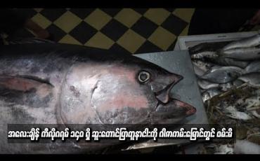 Embedded thumbnail for  အလေးချိန် ကီလိုဂရမ် ၁၄၀ ရှိ ဆူးတောင်ပြာတူနာငါးကို ဂါဇာကမ်းမြောင်တွင် ဖမ်းမိ