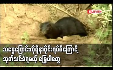 Embedded thumbnail for သန္ဓေပြောင်းကိုရိုနာဗိုင်းရပ်စ်ကြောင့် ဒိန်းမတ်တွင် မြွေပါ ၁၇ သန်းကိုသုတ်သင်မည် 