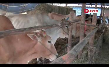 Embedded thumbnail for မြန်မာ့ပို့ကုန် နွား၊ကျွဲ များ မဲဆောက်ဈေးကွက်တွင် ပုံမှန်ထက် အရောင်းသွက်နေ