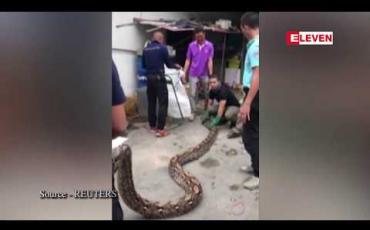 Embedded thumbnail for ထိုင်းနိုင်ငံရှိနေအိမ်တစ်အိမ်၏ ကားဂိုဒေါင်းအတွင်းမှ ၁၈ ပေခန့်အရှည်ရှိသော စပါးအုံးမြွေကြီးကို မီးသတ်သမားများက ၀ိုင်းဝန်း ဖမ်းဆီးခဲ့ရ (ရုပ်သံ)