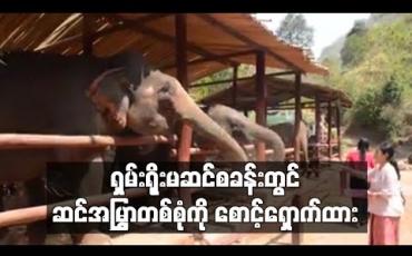 Embedded thumbnail for မိတ္ထီလာ - တောင်ကြီးလမ်းဘေး ရှမ်းရိုးမဆင်စခန်းတွင် ဆင်အမြွှာစောင့်ရှောက်