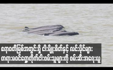 Embedded thumbnail for လင်းပိုင်များ မျိုးသုန်းမှုမဖြစ်စေရေးအတွက် တရားမဝင်ရှော့တိုက်ငါးဖမ်းသူများကို ဖမ်းဆီးအရေးယူ