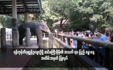 Embedded thumbnail for ရန်ကုန်တိရစ္ဆာန်ဥယျာဉ်ရှိ ဆင်မကြီးမိုမို၏ အသက် ၇၀ ပြည့် မွေးနေ့ အထိမ်းအမှတ် ပြုလုပ်