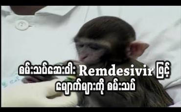 Embedded thumbnail for စမ်းသပ်ဆေးဝါး Remdesivir ဖြင့် မျောက်များကို စမ်းသပ်ရာတွင် ကိုရိုနာဗိုင်းရပ်စ်ကို ထိထိရောက်ရောက် တားဆီးနိုင်ခဲ့ကြောင်း တွေ့ရှိရ 