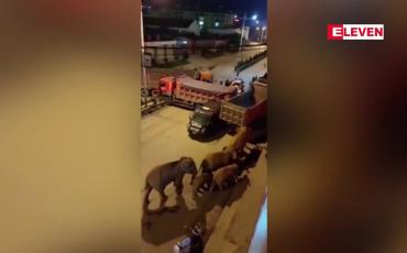 Embedded thumbnail for ခြောက်လကြာခရီးနှင်လာသည့် တောရိုင်းဆင်တစ်အုပ် ကူမင်းမြို့အနီးရောက်ရှိလာ