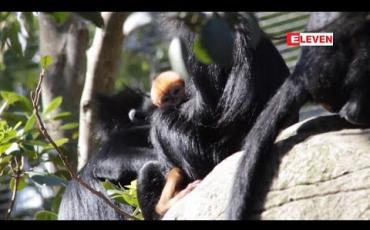 Embedded thumbnail for အလွန်ရှားပါးသည့်မျောက်မျိုးစိတ် သြစတြေးလျတိရစ္ဆာန်ဥယျာဉ်တွင်မွေး