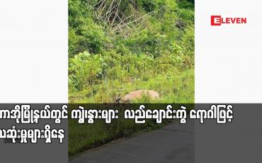 Embedded thumbnail for ပူတာအိုမြို့နယ်တွင် ကျွဲ၊နွားများ လည်ချောင်းကွဲ ရောဂါဖြင့် သေဆုံးမှုများရှိနေ