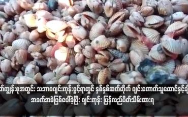 Embedded thumbnail for မြိတ်ကျွန်းစုအတွင်း သဘာဝဂျင်းကုန်းဖွင့်ရာတွင် နှစ်နှစ်ဆက်တိုက် ဂျင်းကောက်သူထောင်နှင့်ချီ အခက်အခဲဖြစ်ပေါ်ခဲ့ပြီး ဂျင်းကုန်း ပြန်လည်ပိတ်သိမ်းထားရ