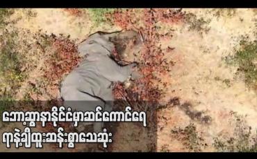 Embedded thumbnail for အကြောင်းရင်းထူးဆန်းစွာဖြင့် ဆင်ကောင်ရေရာနှင့်ချီသေဆုံးခဲ့မှုကို ဘော့ဆွာနာအစိုးရ စုံစမ်း 