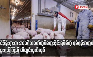 Embedded thumbnail for အင်ဒိုနီးရှားက အာဖရိကဝက်တုပ်ကွေးဗိုင်းရပ်စ်ကို ခုခံရန်အတွက် သွေးရည်ကြည် တီထွင်ထုတ်လုပ်
