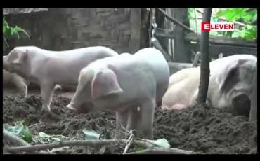 Embedded thumbnail for စစ်ကိုင်းတိုင်းတွင်အစိုးရသစ်လက်ထက်သုံးနှစ်ကျော်အတွင်းရင်းနှီးမြှုပ်နှံ့မှု၃၉ခုအထိရှိ