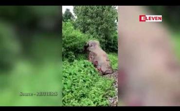 Embedded thumbnail for ရထားတိုက်ခံခဲ့ရ၍ ဆင်မကြီးတစ်ကောင် ဒဏ်ရာအပြင်းအထန်ရရှိ