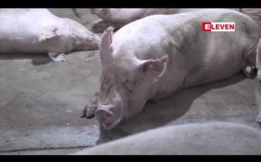 Embedded thumbnail for ဟောင်ကောင်တွင်အာဖရိကဝက်အပြင်းဖျားရောဂါစတင်ဖြစ်ပွားမှုကြောင့်ဝက်ကောင်ရေ ၆၀၀၀ ကိုသုတ်သင်သွားမည်