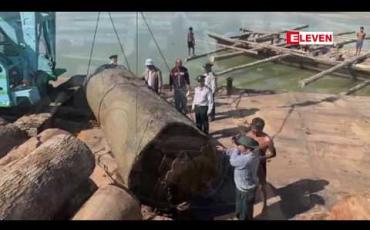 Embedded thumbnail for ကသာမြို့နယ်၊ ဧရာဝတီမြစ်အတွင်း တရားမဝင်သစ်ဖောင်များဖြင့် မျှောလာသည့် ကညင်သစ်တန်ချိန် (၅၀၀) ကျော်နှင့်အတူ တရားခံသုံးဦးအားဖမ်းဆီးရမိ 