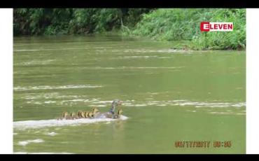 Embedded thumbnail for မြန်မာနိုင်ငံရှိ ထမံသီ‌တောရိုင်းတိရစ္ဆာန်ဘေးမဲ့တောအာဆီယံအမွေအနှစ် အဖြစ် သတ်မှတ်ခံရ