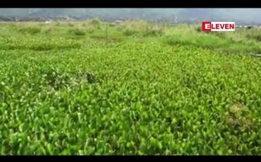 Embedded thumbnail for   အင်းလေးကန်အတွင်း ဗေဒါအများအပြားပေါများလာသဖြင့် ရေလမ်းခရီးပိတ်ဆို့မှုများကို တာဝန်ရှိသူများ ရှင်းလင်းဆောင်ရွက် သင့်ကြောင်း ဒေသခံများ ပြောကြား (ရုပ်သံ)