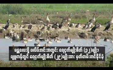 Embedded thumbnail for မန္တလေးရှိ ပလိပ်အင်းအတွင်း ရေငှက်မျိုးစိတ် ၃၂ မျိုး ၊ပျူကန်တွင် ရေငှက်မျိုးစိတ် ၂၉ မျိုး အားမှတ်တမ်းတင်နိုင်ခဲ့ 