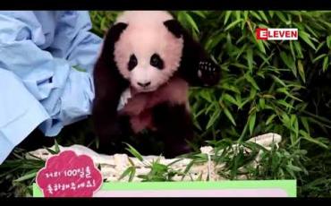 Embedded thumbnail for တောင်ကိုရီးယား၏ ပထမဆုံးပန်ဒါပေါက်လေး Fu Bao ကို မီဒီယာနှင့်မိတ်ဆက် 