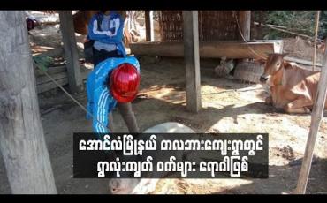 Embedded thumbnail for အောင်လံမြို့နယ် တလဘားကျေးရွာတွင် ရွာလုံးကျွတ် ဝက်များ ရောဂါဖြစ်