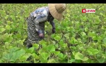 Embedded thumbnail for မိုးဦးပဲတီစိမ်းပေါ်ချိန် စျေးကောင်းရနေသော်လည်း အလုုပ်သမားစရိတ် မြင့်တက်လာ