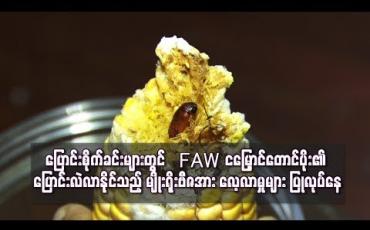 Embedded thumbnail for FAW ငမြှောင်တောင်ပိုး၏ ပြောင်းလဲလာနိုင်သည့် မျိုးရိုးဗီဇအား လေ့လာမှုများ ပြုလုပ်နေ