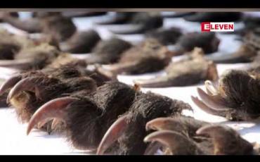 Embedded thumbnail for တောရိုင်းတိရစ ္ဆာန်အစိတ်အပိုင်းများကို လာအိုနိုင်ငံသို့ မှောင်ခိုတင်သွင်းမည့် အမျိုးသားလေးဦးကို ထိုင်းရဲတပ်ဖွဲ့ အချိန်မီဖမ်းဆီးနိုင်ခဲ့ 