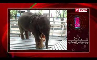 Embedded thumbnail for ချောင်းသာကမ်းခြေတွင် မိဘများနှင့်ကွဲ၍ ဒဏ်ရာရရှိထားသော နှစ်လသားအရွယ် တောဆင်ရိုင်းလေး တစ်ကောင်အား ဖမ်းဆီးရမိ ထားပြီး နို့မှုန့်အလှူရှင်များ လိုအပ်နေ 