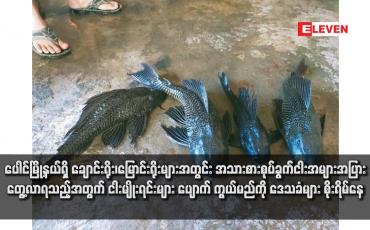 Embedded thumbnail for ပေါင်မြို့နယ်ရှိ ချောင်းရိုး၊မြောင်းရိုးများအတွင်း အသားစားစုပ်ခွက်ငါးအများအပြားတွေ့လာရသည့်အတွက် ငါးမျိုးရင်းများ ပျောက် ကွယ်မည်ကို ဒေသခံများ စိုးရိမ်နေ
