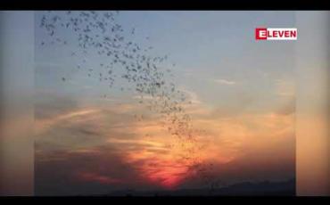 Embedded thumbnail for ကန့်ဘလူမြို့နယ်ရှိ လင်းနို့ဂူတွင် လင်းနို့ကောင်ရေ ၁၁သိန်းကျော် ရေတွက်မှတ်တမ်းတင်နိုင်ခဲ့ပြီး မြန်မာနိုင်ငံရှိလင်းနို့ဂူများအနက် လင်းနို့ကောင်ရေအများဆုံးဖြစ်ဟု သိရ 