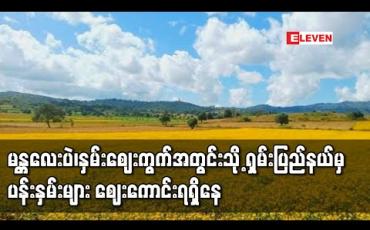 Embedded thumbnail for မန္တလေးပဲ၊နှမ်းဈေးကွက်အတွင်းသို့ ရှမ်းပြည်နယ် (မြောက်ပိုင်း)မှ ပန်းနှမ်းများ စတင်ဝင်ရောက်လာပြီး ဈေးကောင်းရရှိနေ