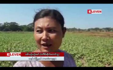 Embedded thumbnail for ရေကြီးမှုကြောင့် မိုးစပါးအထွက်နည်းခဲ့သောသနပ်ပင်နှင့်ကဝမြို့နယ်များတွင် သီတင်းကျွတ်မုန်တိုင်းမိုးကြောင့် ပဲတီစိမ်းလည်း အထွက်လျော့ကျနိုင်ဟုဆို 