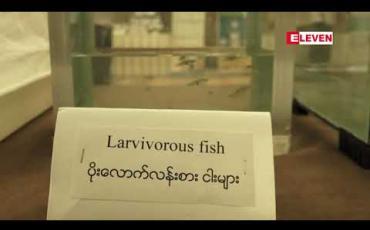 Embedded thumbnail for  တစ်နိုင်ငံလုံးတွင် သွေးလွန်တုပ်ကွေးရောဂါကြောင့် သေဆုံးသူ ၁၀၇ ဦး ရှိနေပြီး၊ ယမန်နှစ်ကထက် သေဆုံးသူ ၄ ဆခန့်မြင့်တက်(ရုပ်သံ)