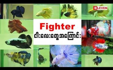 Embedded thumbnail for Hello Pets (ရုပ်သံအစီအစဉ်)