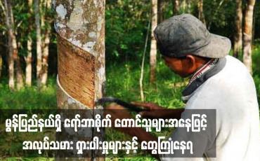 Embedded thumbnail for ရော်ဘာစိုက် တောင်သူများအနေဖြင့် အလုပ်သမား ရှားပါးမှုများနှင့် တွေ့ကြုံနေရ