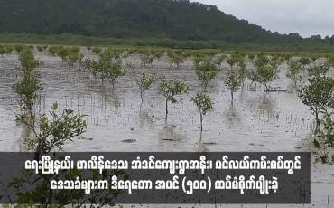 Embedded thumbnail for ရေးမြို့နယ်၊ဖာလိန်ဒေသ အံဒင်ကျေးရွာအနီး၊ပင်လယ်ကမ်းစပ်တွင် ဒေသခံများကဒီရေတော အပင် (၅၀၀)ထပ်မံစိုက်ပျိုး