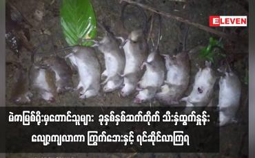 Embedded thumbnail for မဲဇာမြစ်ရိုးမှတောင်သူများ  ခုနှစ်နှစ်ဆက်တိုက်သီးနှံထွက်နှုန်းလျော့ကျလာကာ ကြွက်ဘေးနှင့် ရင်ဆိုင်လာကြရ