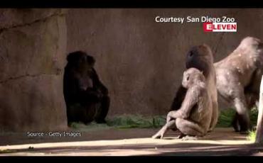 Embedded thumbnail for ဂေါ်ရီလာမျောက်ဝံ ကိုရိုနာဗိုင်းရပ်စ်ကူးစက်ခံထားရကြောင်း စစ်ဆေးတွေ့ရှိ