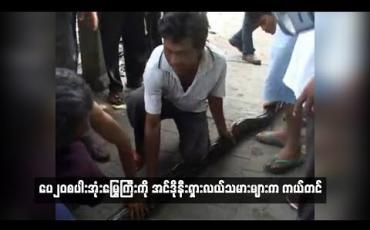 Embedded thumbnail for ပေ၂၀စပါးအုံးမြွေကြီးကိုအင်ဒိုနီးရှားလယ်သမားများက ကယ်တင်