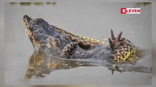 Embedded thumbnail for အနာကွန်ဒါမြွေနှင့် ကေးမန်းမိကျောင်းခေါင်းတိုတို့တိုက်ခိုက်နေပုံ