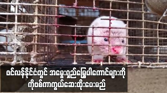 Embedded thumbnail for ဖင်လန်နိုင်ငံတွင် အမွေးရှည် မြွေပါကောင်များကို ကိုဗစ်ကာကွယ်ဆေး ထိုးပေးမည်