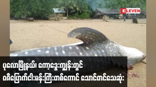 Embedded thumbnail for ပုလောမြို့နယ်၊ ကော့ဒွေးကျွန်းတွင် အရှည်၂၄ ပေရှိ ဝဇီပြောက်ငါးမန်းကြီးတစ်ကောင်သောင်တင်သေ ဆုံးလျက်တွေ့ရှိခဲ့ရ