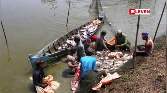 Embedded thumbnail for ငါးမွေးမြူရေးကဏ္ဍအတွက် ဥပဒေ သီးသန့်ရှိသော်လည်း တိရစ္ဆာန်ကျန်းမာရေးနှင့် မွေးမြူရေးဖွံ့ဖြိုးမှု ဥပဒေတွင် ပူးပေါင်းရေးဆွဲခြင်း မလုပ်သင့်ဟု ငါးလုပ်ငန်းအဖွဲ့ချုပ် အကြံပြု 