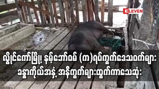 Embedded thumbnail for လွိုင်ကော်မြို့၊ နမ့်ဘော်ဝမ် (က) ရပ်ကွက်ရှိ မွေးမြူရေးဒေသဝက်များ ခန္ဓာကိုယ်အနှံ့ အနီကွက်များထွက်ပြီး သေဆုံးမှုဖြစ်ပွား 
