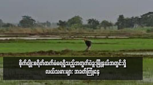 Embedded thumbnail for ယခုနှစ် မိုးစပါးစိုက်ပျိုးစရိတ်ချေးငွေ ပြန်မဆပ်နိုင်သဖြင့် စိုက်ပျိုးစရိတ် ထပ်မံ မရရှိသည့်အတွက် ပဲခူးမြို့နယ်အတွင်းရှိ လယ်သမားများ အခက်ကြုံနေ