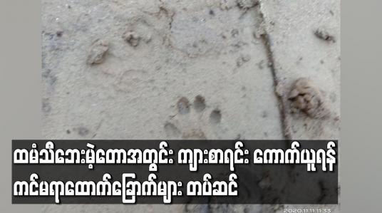 Embedded thumbnail for ထမံသီဘေးမဲ့တောအတွင်း ကျားစာရင်း ကောက်ယူရန်အတွက် ကင်မရာထောက်ခြောက်များ တပ်ဆင်ထား